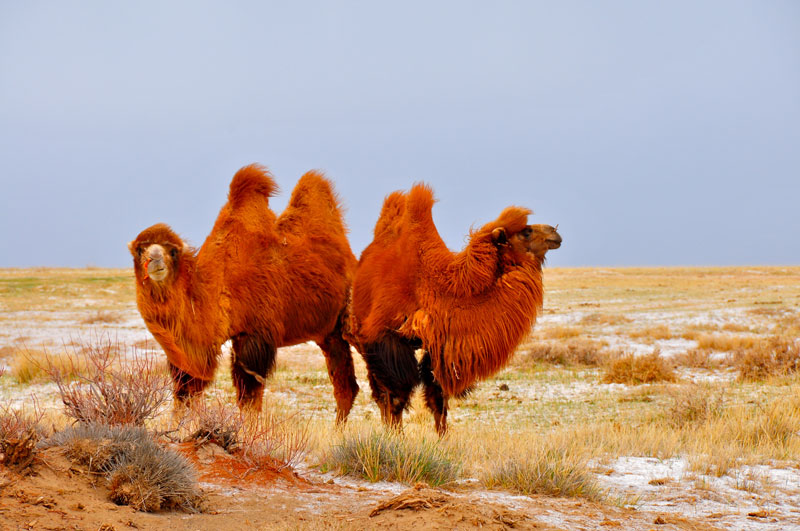 Mongolie